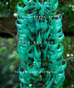 Cây Hoa Móng Rồng