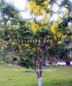 Cây muồng hoàng yến