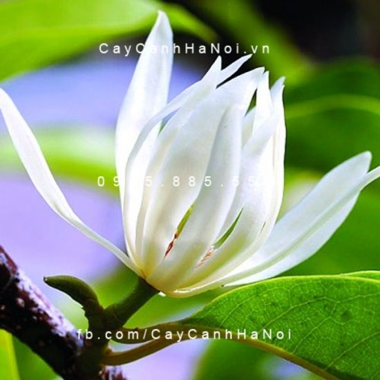 Cây Ngọc Lan
