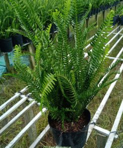 Nơi bán dương xỉ lá me trồng sân vườn