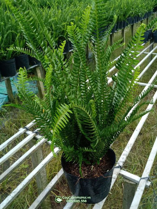Nơi bán dương xỉ lá me trồng sân vườn