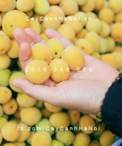 cây mơ rừng