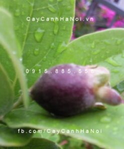 Cây Hoa Sim Thái Lan