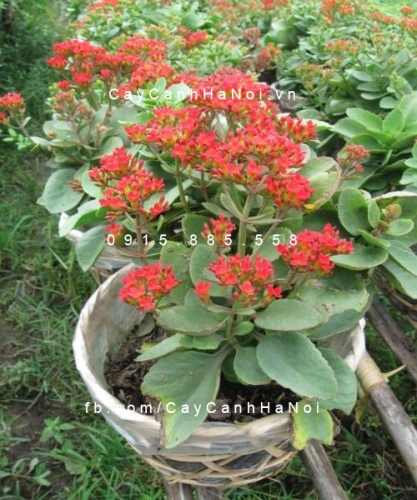 Sống Đời Sa Dec