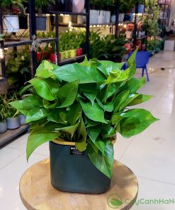 Cây trầu bà hấp thụ năng lượng tiêu cực, bảo vệ gia chủ khỏi vận xui