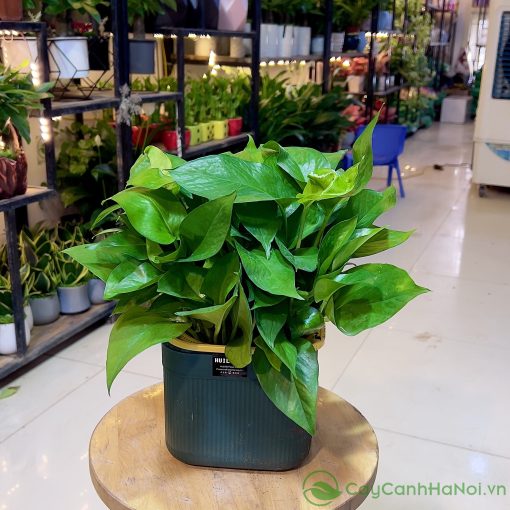 Cây trầu bà hấp thụ năng lượng tiêu cực, bảo vệ gia chủ khỏi vận xui