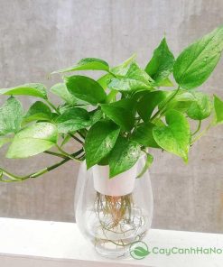 Cây trầu bà rất hợp với người mệnh Mộc