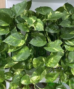 Cây trầu bà vẫn có thể phát triển mạnh khi trồng thủy sinh