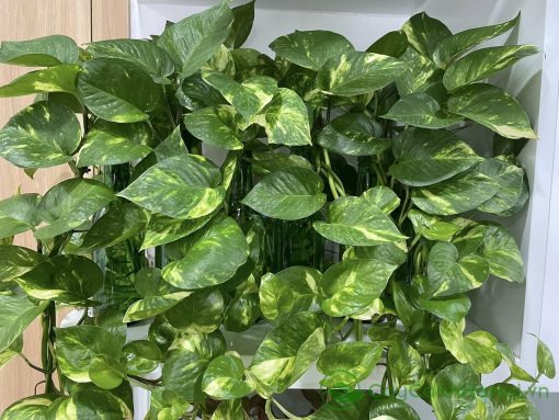 Cây trầu bà vẫn có thể phát triển mạnh khi trồng thủy sinh