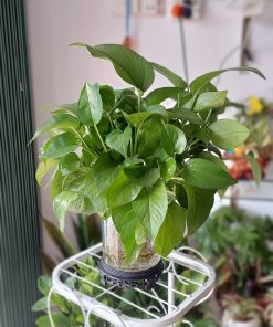Cây trầu bà rất thích hợp để trồng thủy sinh