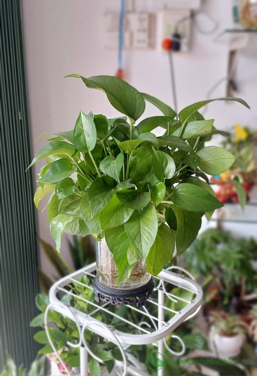 Cây trầu bà rất thích hợp để trồng thủy sinh