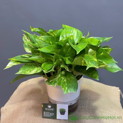 Cần chuẩn bị cây trầu bà giống hoặc cành giâm khỏe mạnh