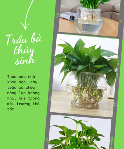 Cây trầu bà phù hợp bố trí ở phòng khách hoặc văn phòng