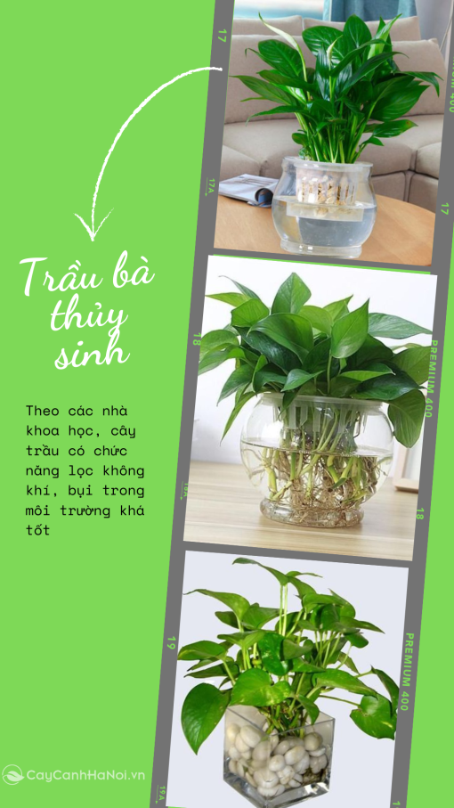 Cây trầu bà phù hợp bố trí ở phòng khách hoặc văn phòng