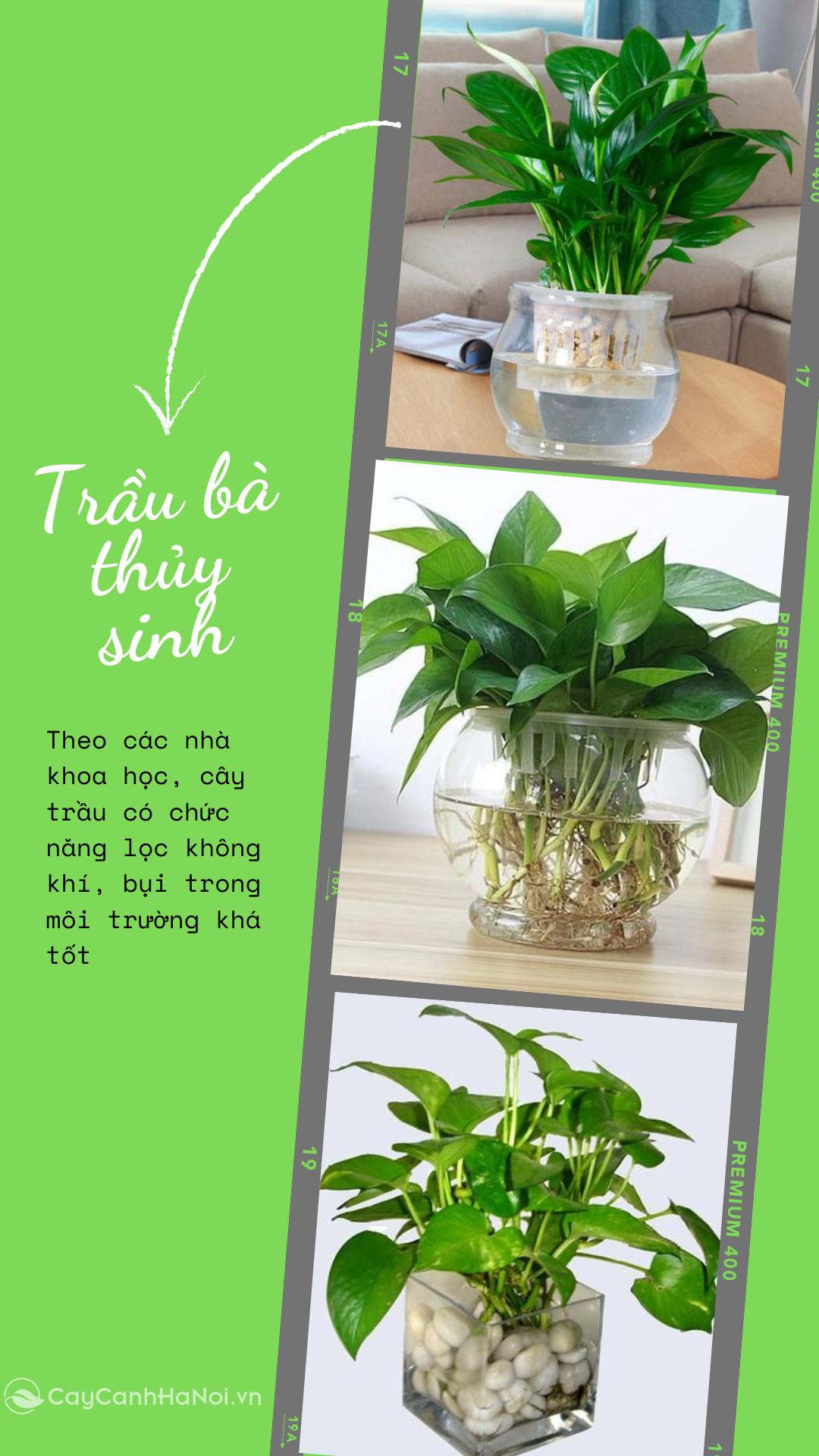 Cây trầu bà phù hợp bố trí ở phòng khách hoặc văn phòng