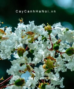 Cây tường vi hoa trắng