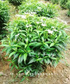 Cây vạn phúc mai (Mai tiểu thơ)