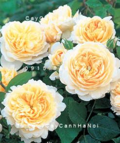 Hoa hồng Crocus Tree Rose