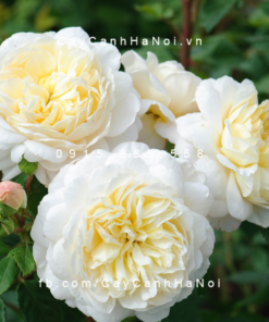 Hoa hồng Crocus Tree RoseHoa hồng Crocus Tree Rose