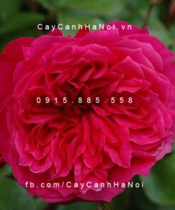 Hoa hồng Ivor's Tree Rose