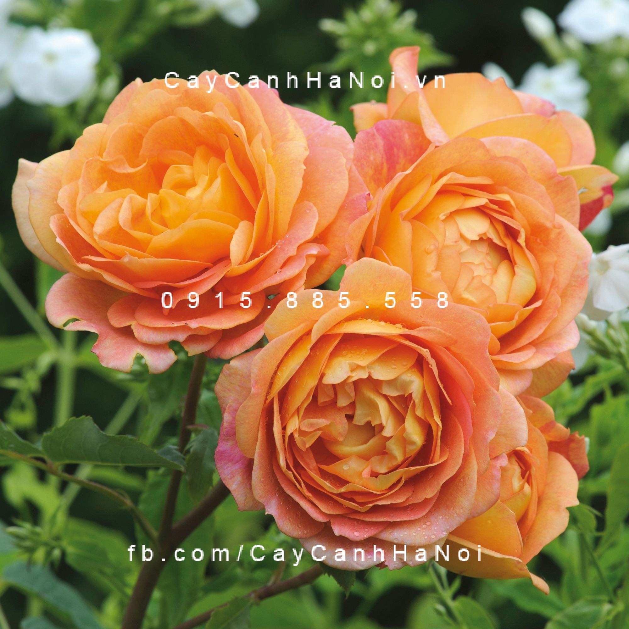 Hình ảnh hoa hồng Lady of Shalott Tree Rose