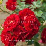 Hoa hồng Red Fairy Tree Rose