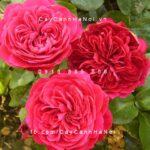 Hoa hồng Red Leonardo De Vinci Tree Rose
