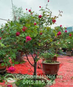 Bán cây hồng cổ sapa