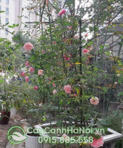 Hồng cổ sapa leo