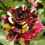Hoa hồng Abracadabra Tree Rose