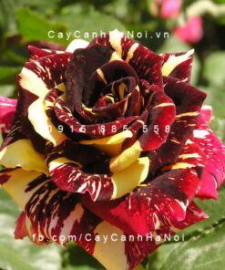 Hình ảnh hoa hồng Abracadabra Tree Rose
