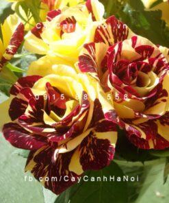 Hình ảnh hoa hồng Abracadabra Tree Rose