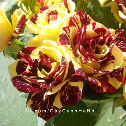 Hình ảnh hoa hồng Abracadabra Tree Rose