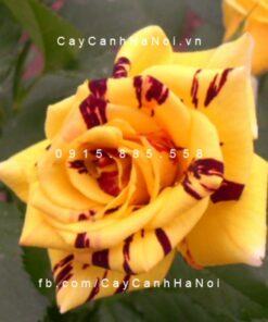 Hình ảnh hoa hồng Abracadabra Tree Rose