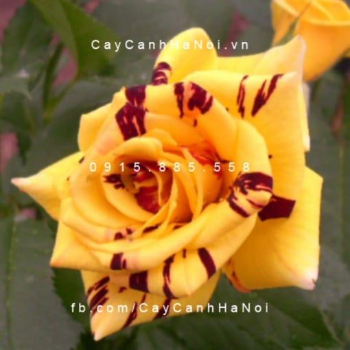 Hình ảnh hoa hồng Abracadabra Tree Rose