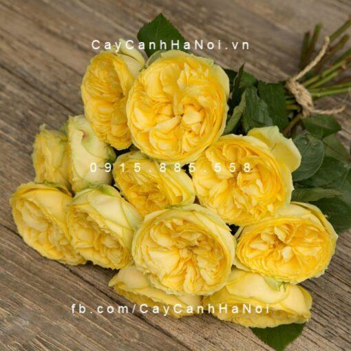 Hình ảnh hoa hồng Catalina Spray Tree Rose