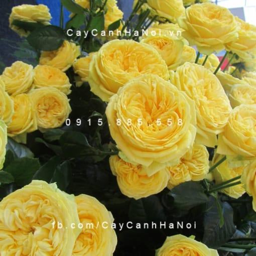 Hình ảnh hoa hồng Catalina Spray Tree Rose