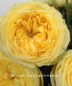 Hình ảnh hoa hồng Catalina Spray Tree Rose