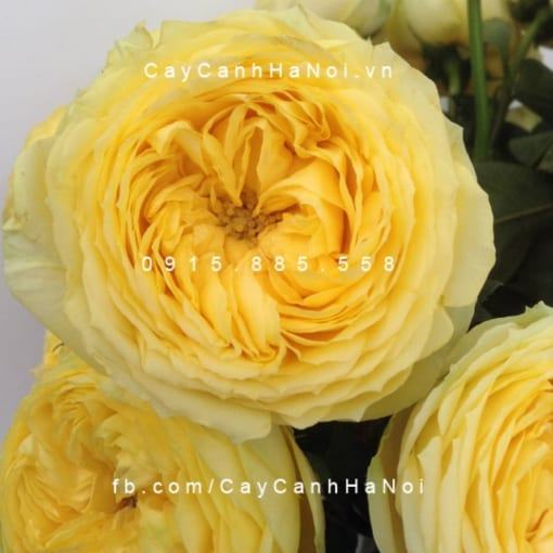 Hình ảnh hoa hồng Catalina Spray Tree Rose