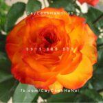 Hoa hồng Charisma Tree Rose