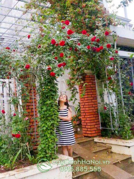 Cách làm giàn cho hồng leo hải phòng
