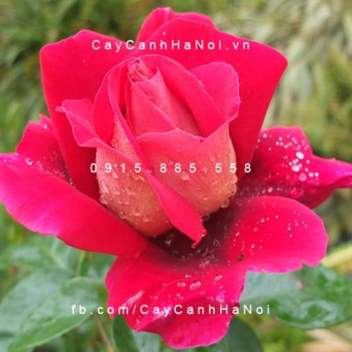 Hình ảnh hoa hồng Flaming Peace Tree Rose