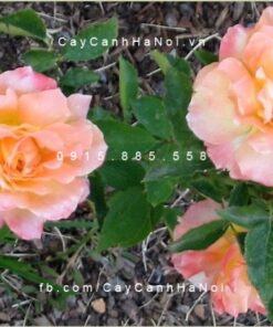 Hoa hồng Grand Impression Tree Rose