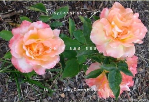 Hoa hồng Grand Impression Tree Rose