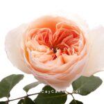 Hoa hồng Juliet Tree Rose