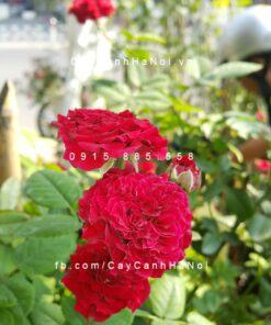 Hoa hồng Pinocchino Tree Rose