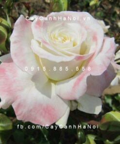 Hình ảnh hoa hồng Titanic Tree Rose