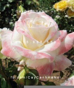 Hình ảnh hoa hồng Titanic Tree Rose