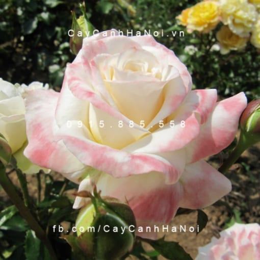 Hình ảnh hoa hồng Titanic Tree Rose