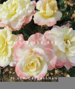 Hình ảnh hoa hồng Titanic Tree Rose
